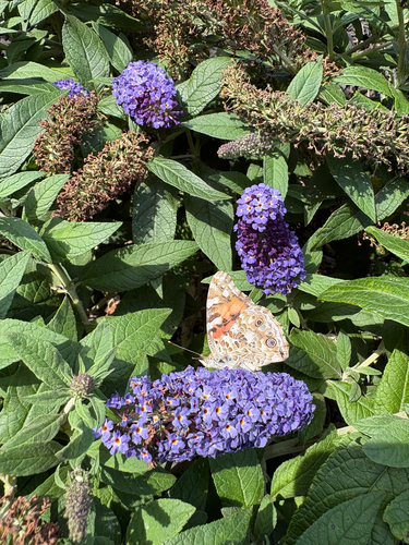 Painted Lady