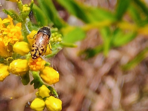 Acmaeodera mixta