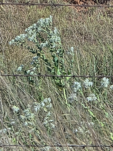 snow-on-the-mountain