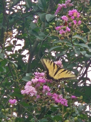 Eastern Tiger Swallowtail