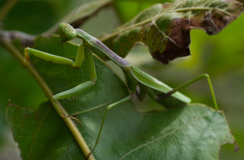 Carolina Mantis