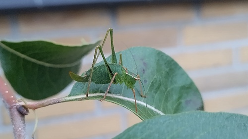 Speckled Bush-cricket