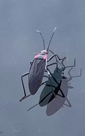 Red-shouldered Bug
