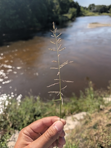 Sand Dropseed