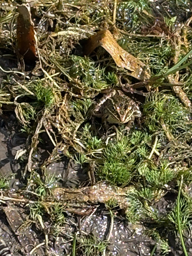 Northern Leopard Frog