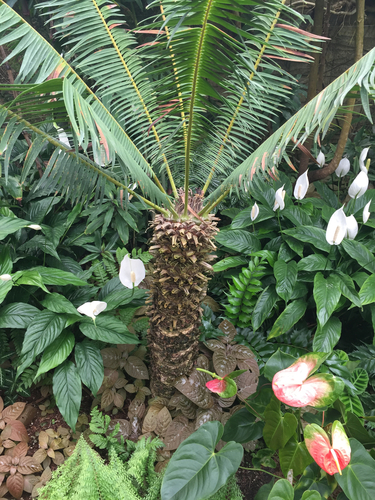 Microcycas