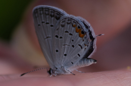 Eastern Tailed-Blue