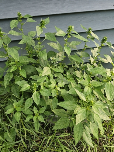 Common Three-seeded Mercury