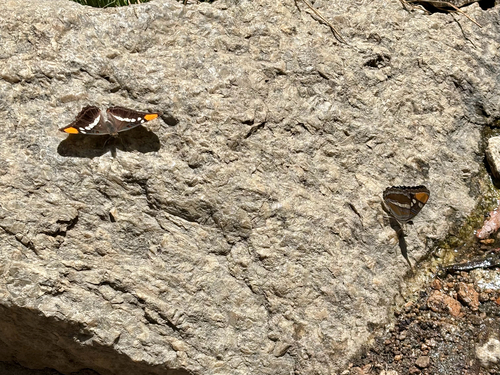 iNaturalist observation photo of California Sister