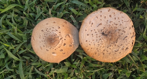 Green-spored Parasol
