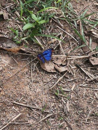 orsis bluewing