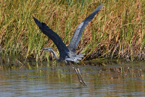 Great Blue Heron