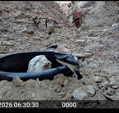 Western Black-eared Wheatear