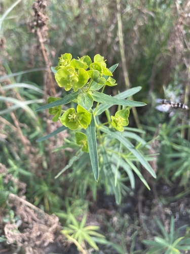 slender leafy spurge