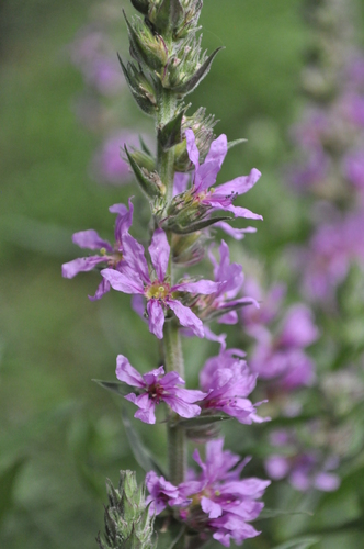 purple loosestrife