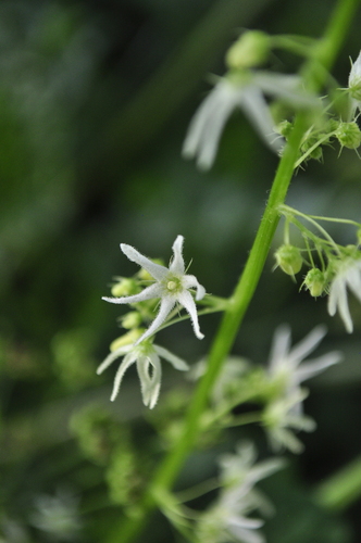 prickly cucumber