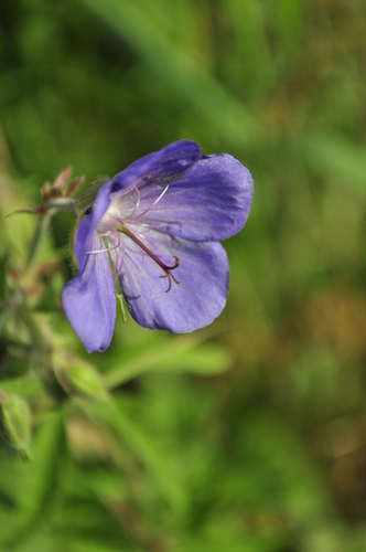 Meadow Crane's-bill