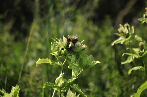 Cabbage Thistle