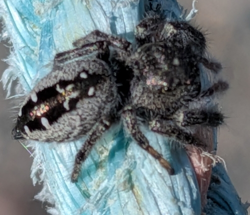 Marbled Purple Jumping Spider