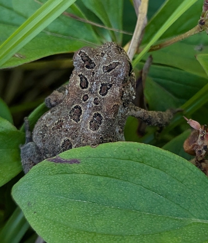 American Toad