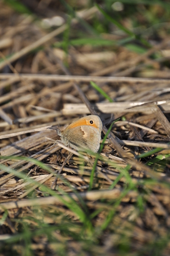 Small Heath