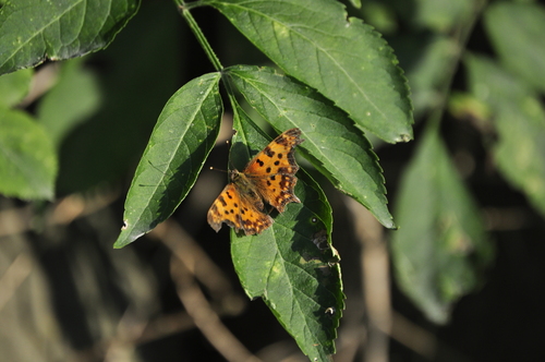 European Comma