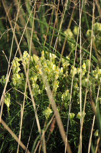 common toadflax