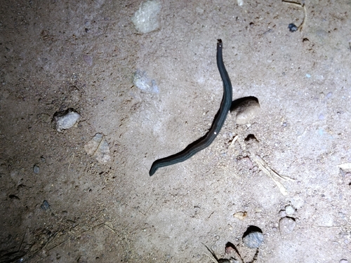 Stripe-bellied Flatworm