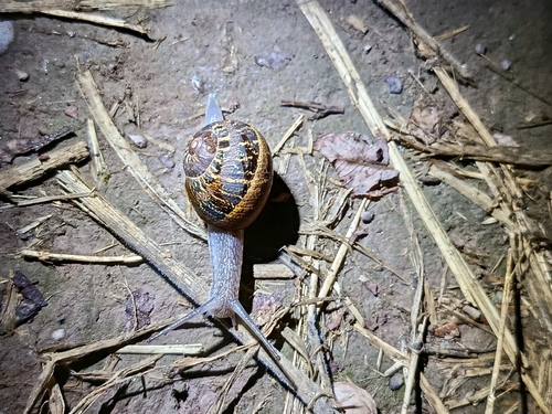 Garden Snail