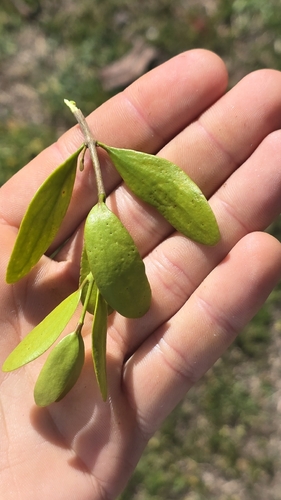 variable mistletoe