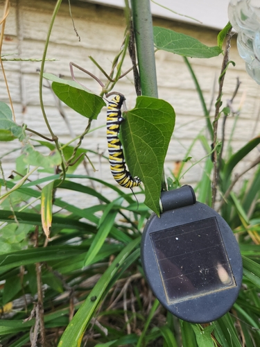 Monarch