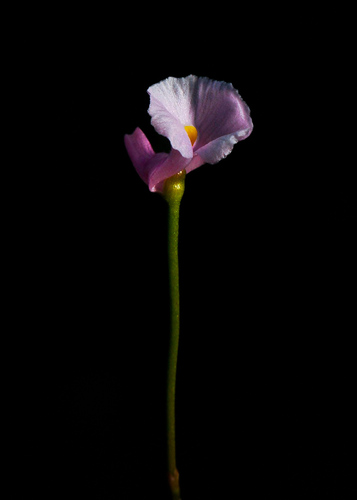 Utricularia resupinata