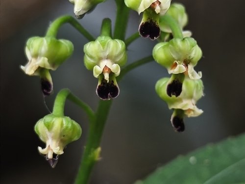 Pombalia atropurpurea