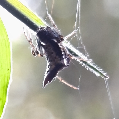 Micrathena plana