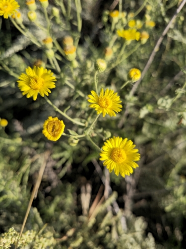 Camphorweed