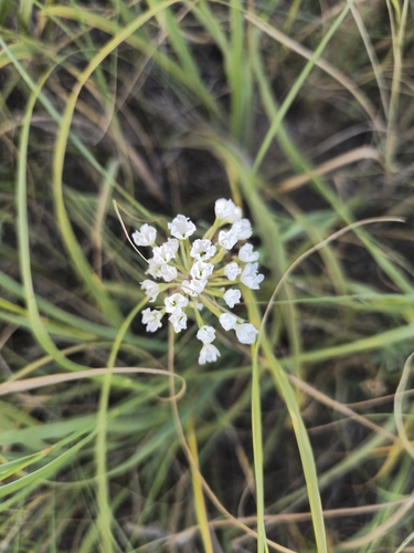 Snowball Sand Verbena