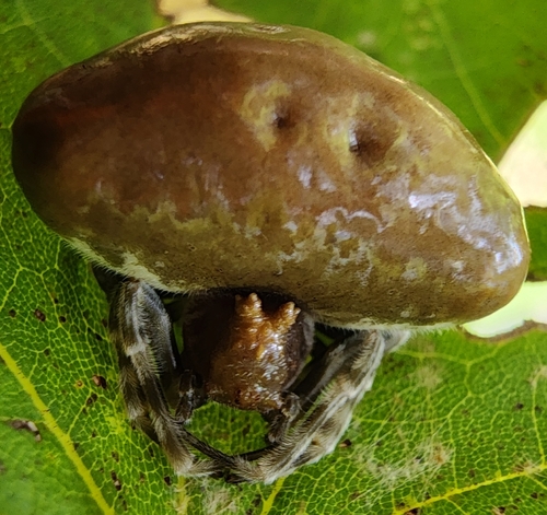 Toadlike Bolas Spider