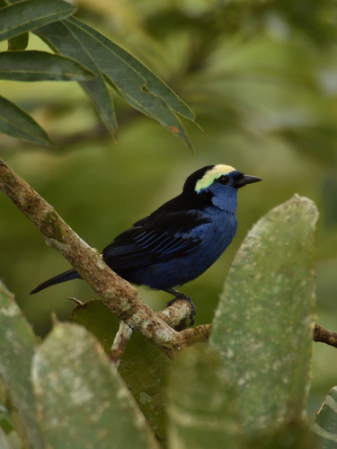 Tangara callophrys (Cabanis, 1849)