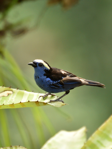 Opal-crowned Tanager