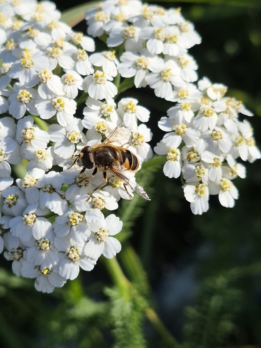 Orange-spined Drone Fly