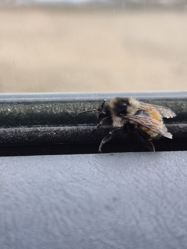 Tricolored Bumble Bee