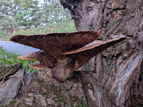 Dryad's Saddle