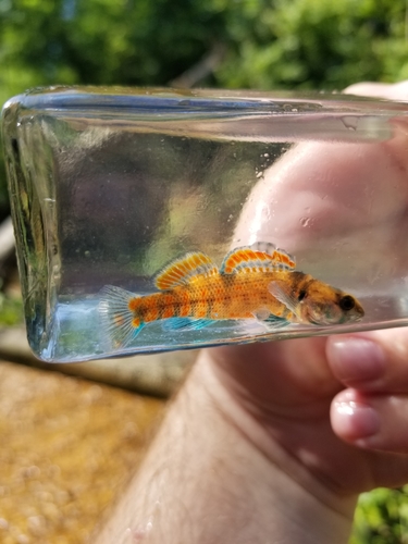 Creole Darter