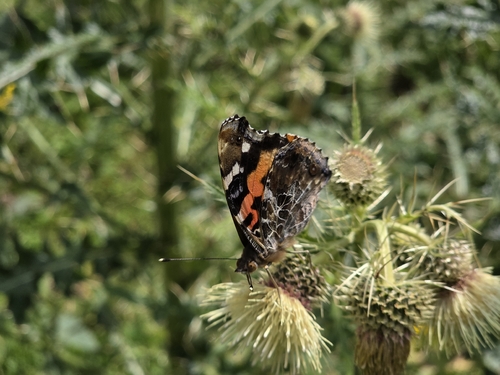 Indian Red Admiral