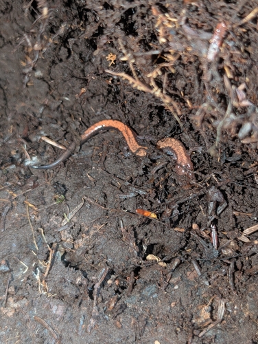 Eastern Red-backed Salamander