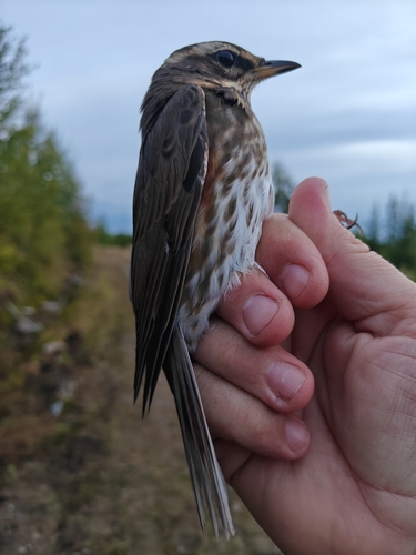 Redwing