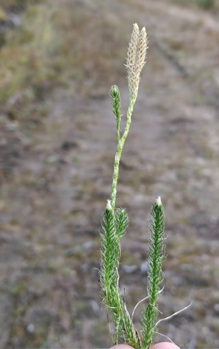 stag's-horn clubmoss
