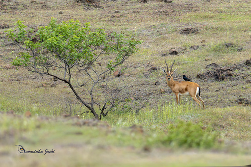 Indian Gazelle