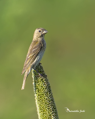 Common Rosefinch