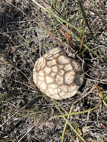 Western Giant Puffball